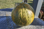 La Estrella Pumpkin