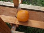 orange pumpkin