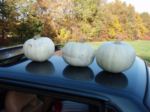 lumina pumpkins thumbnail