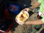 Calabasa Pumpkin thumbnail