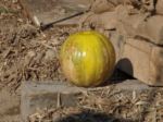 Yankee Siege pumpkin