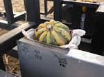 pumpkin
