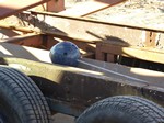 bowling ball camera